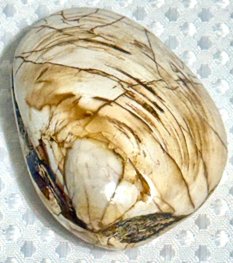 Fossil Clam 162 gr. .36 lb. #643