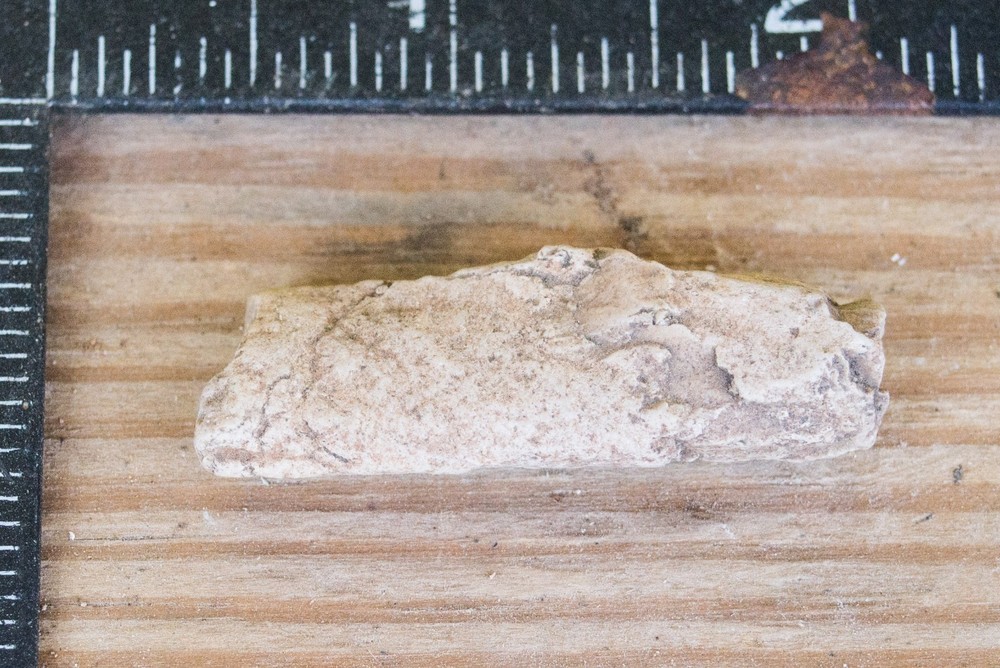 NE Oklahoma Fossil