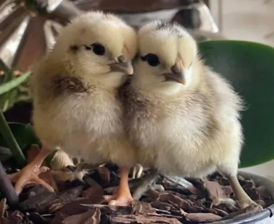 12+ Rare Breed Chicken Hatching Eggs Orpington, Wyandotte, Sweddish Flower