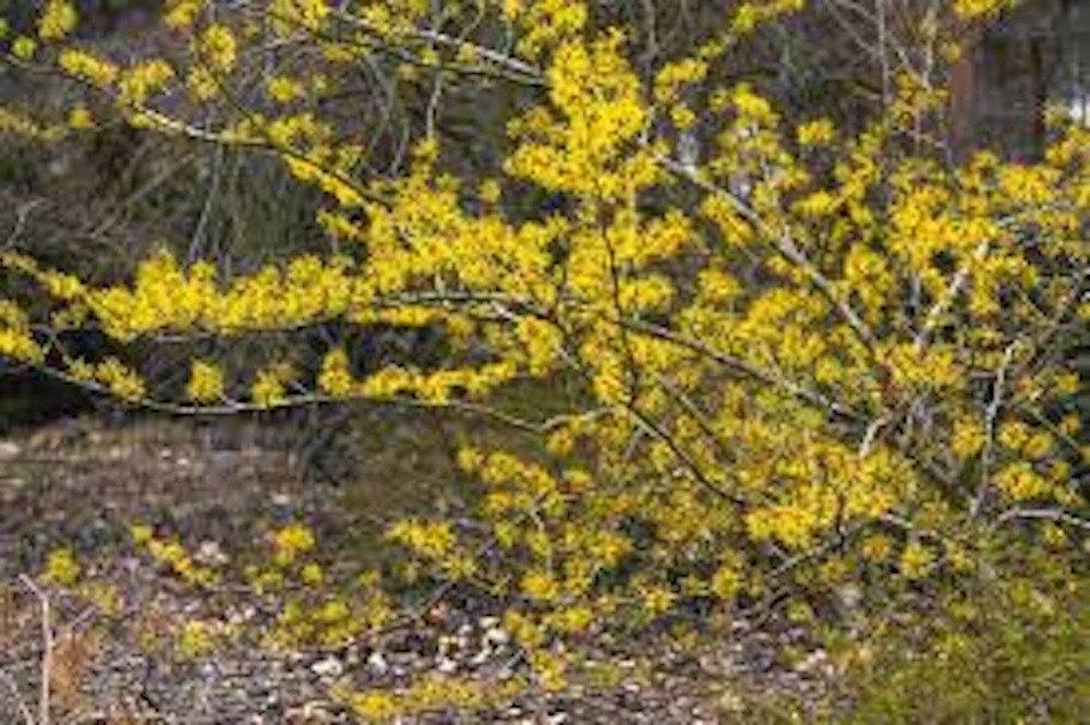 1 Witch Hazel Tree 12-24" Tall Hamamelis virginiana Native Tree Bare Root