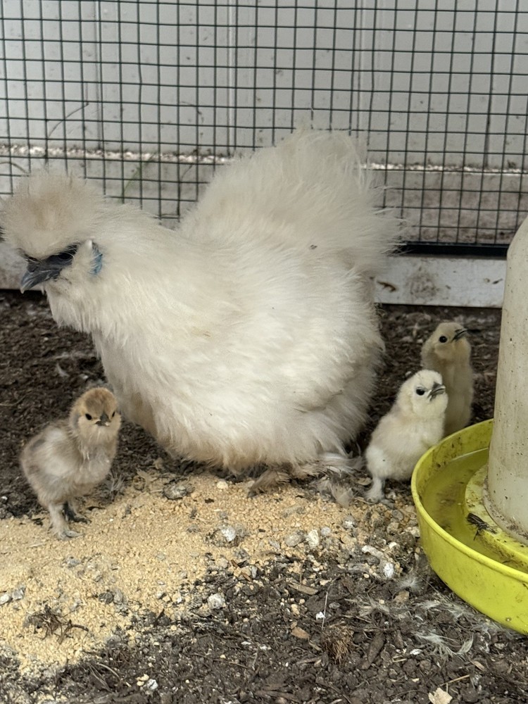 Silkie Chicken Hatching Eggs