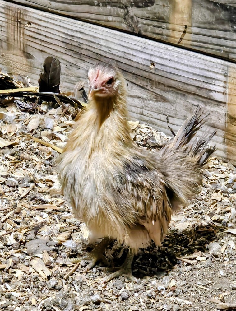 Kikiriki/Serama Mixed Hatching Eggs 12++