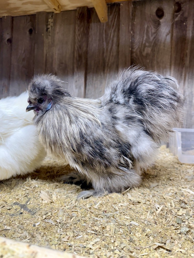 PURE Silkie Hatching Eggs (6)