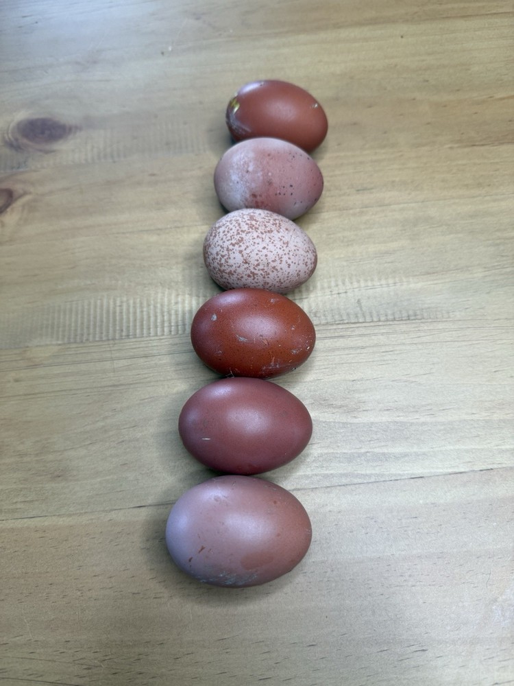 6+ Heavy Bloom Purple Black Copper Marans | PLEASE READ DESCRIPTION