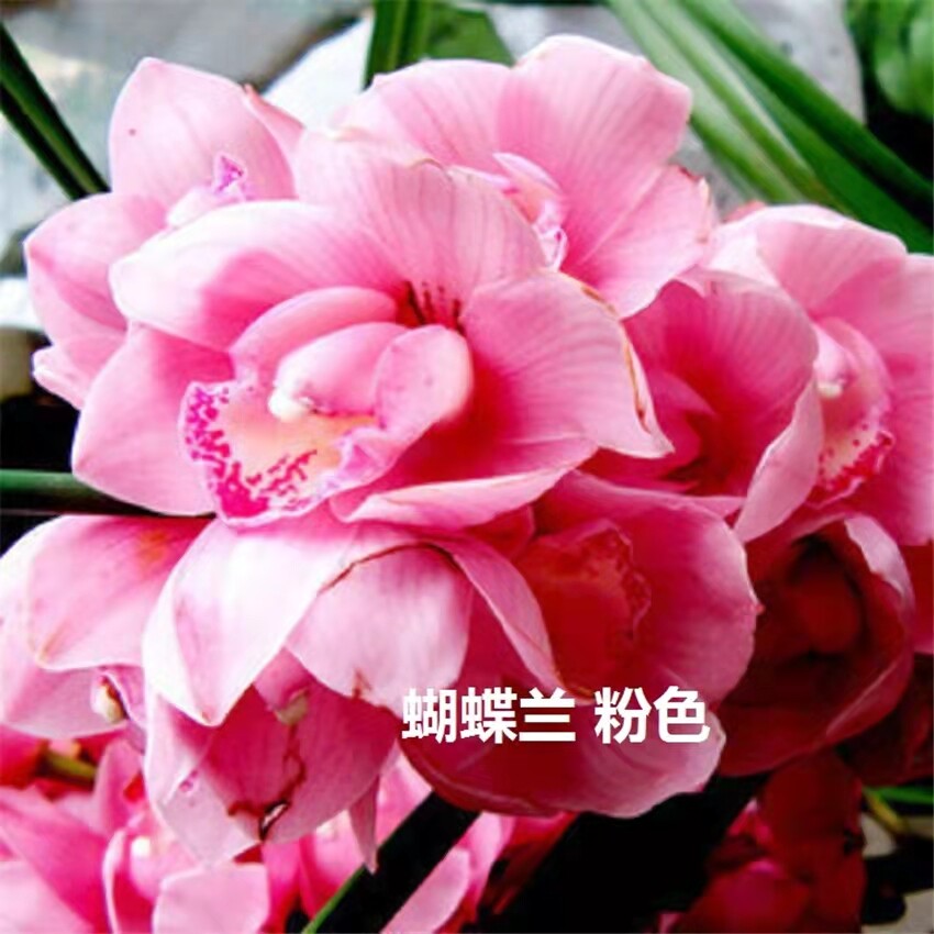 Phalaenopsis Moth Orchids Flower Seeds Multiple Color 100pcs/pack