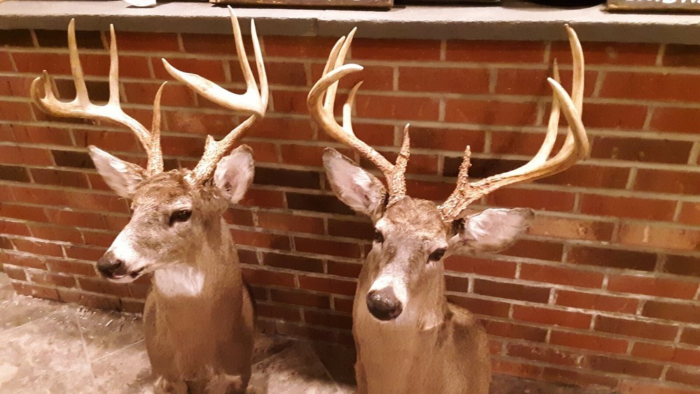 Hot Whitetail Doe Estrous 2 pack