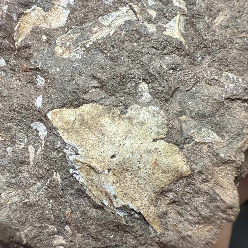 Fossil Placoderm/fish Pieces and scales