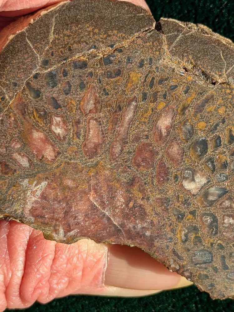 UV * Super Nice Dinosaur Bone * Rough *
