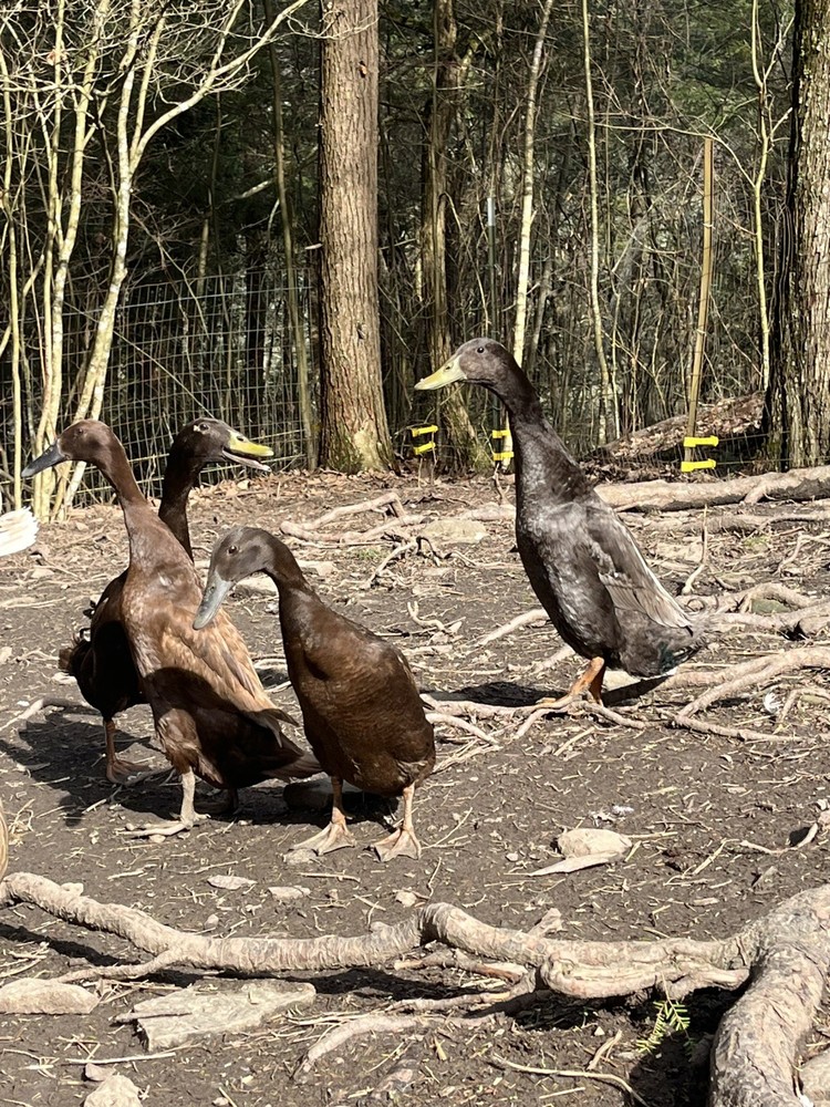 12 Chocolate and Blue Mixed Runner Duck Hatching Eggs