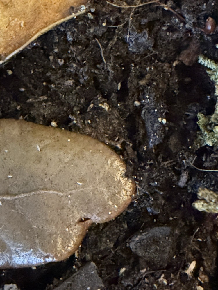 200+ Temperate springtails