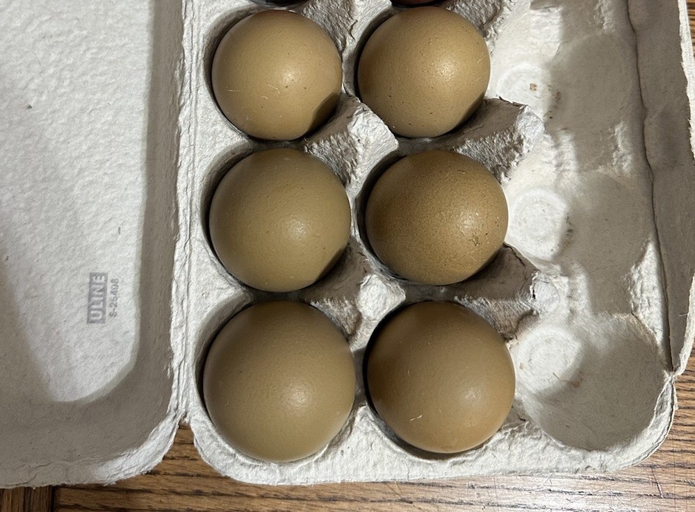 4+2  Hatching Eggs Olive Egger, Easter Egger Avian Flu neg NPIP Dark green eggs
