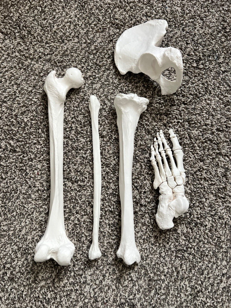 Axis Scientific Lower Extremity Bone Models