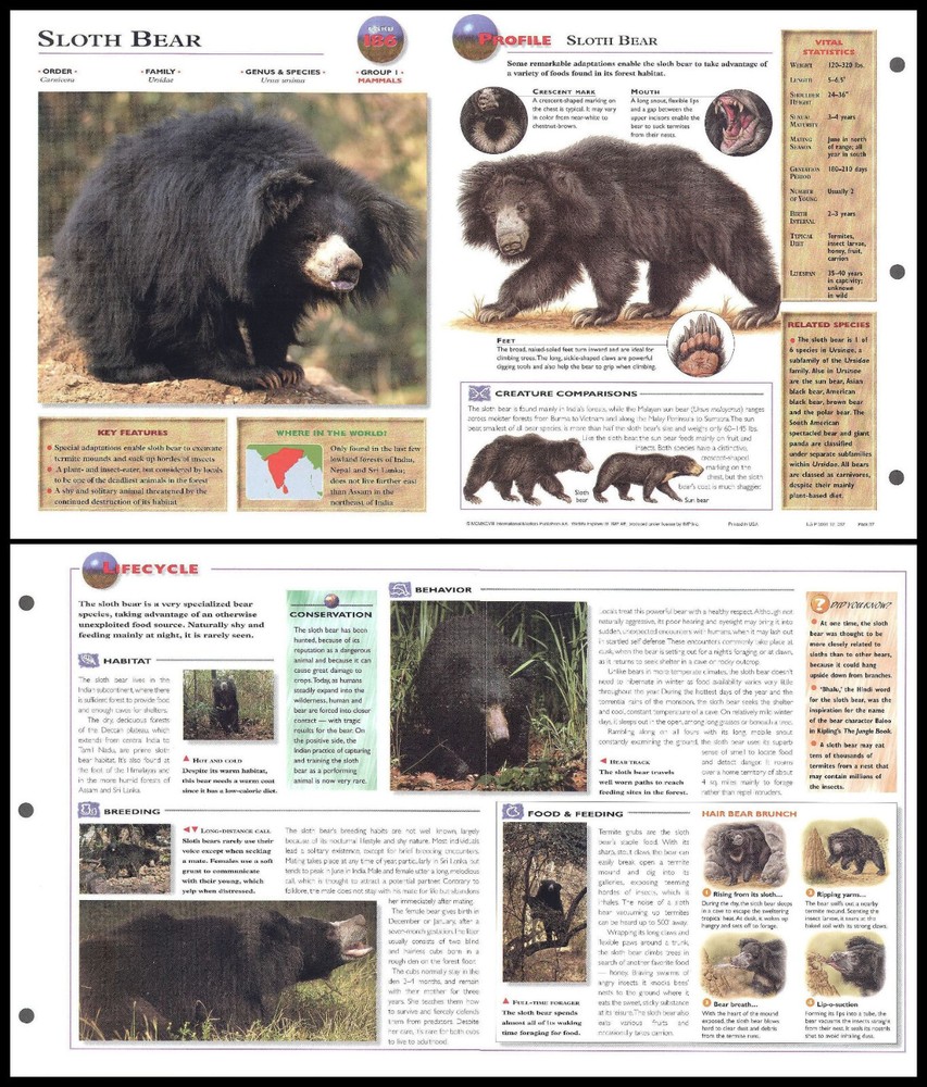 Fold-Out Sheet - Sloth Bear - 186