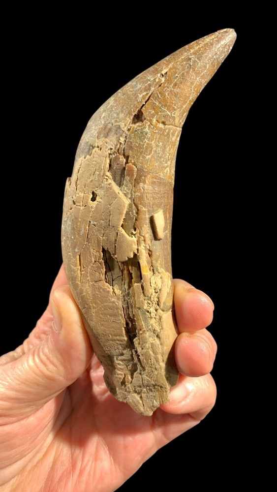 Basilosaurus Tooth