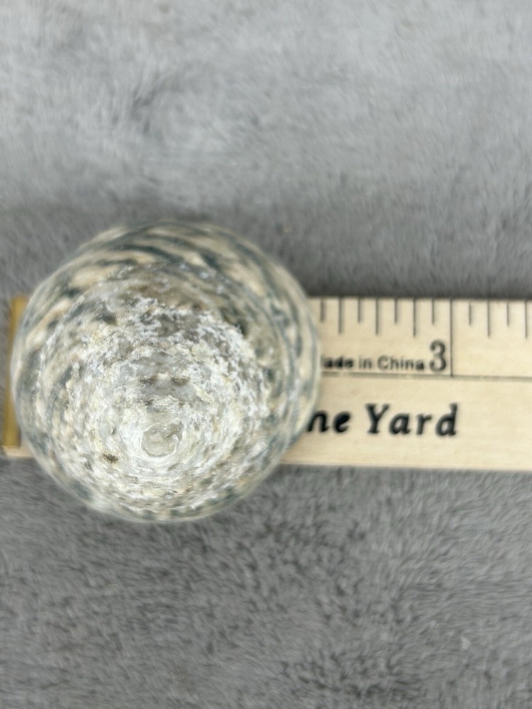 Indo Pacific Large Top Shell Trochus Niloticus 2.25"