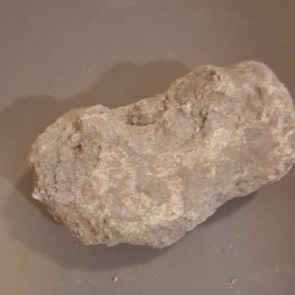 Fossilized Dinosaur Tooth Embedded in Matrix Prehistoric Fossil Specimen