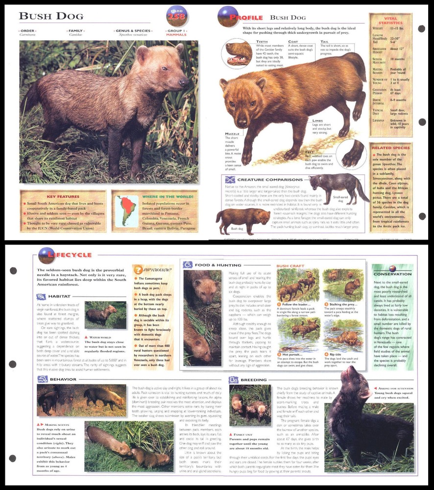 Fold-Out Sheet - Bush Dog - 258