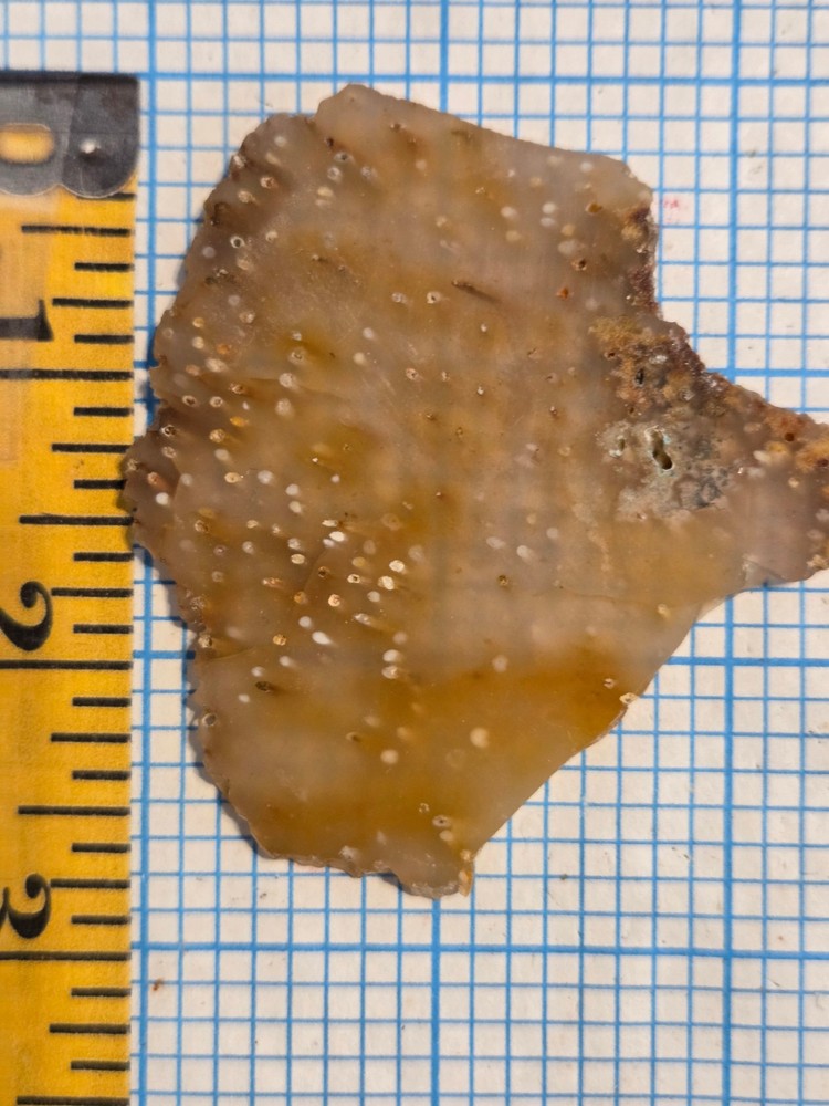 Agatized Palm Slab
