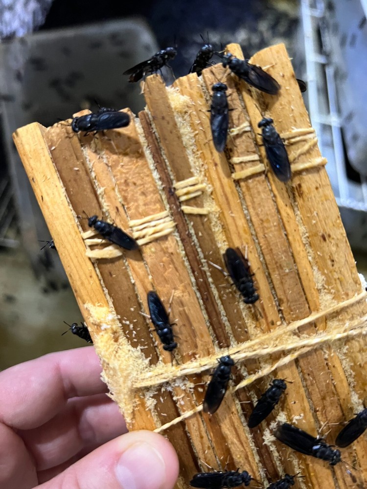 Black Soldier Fly Larvae PREPUPAE