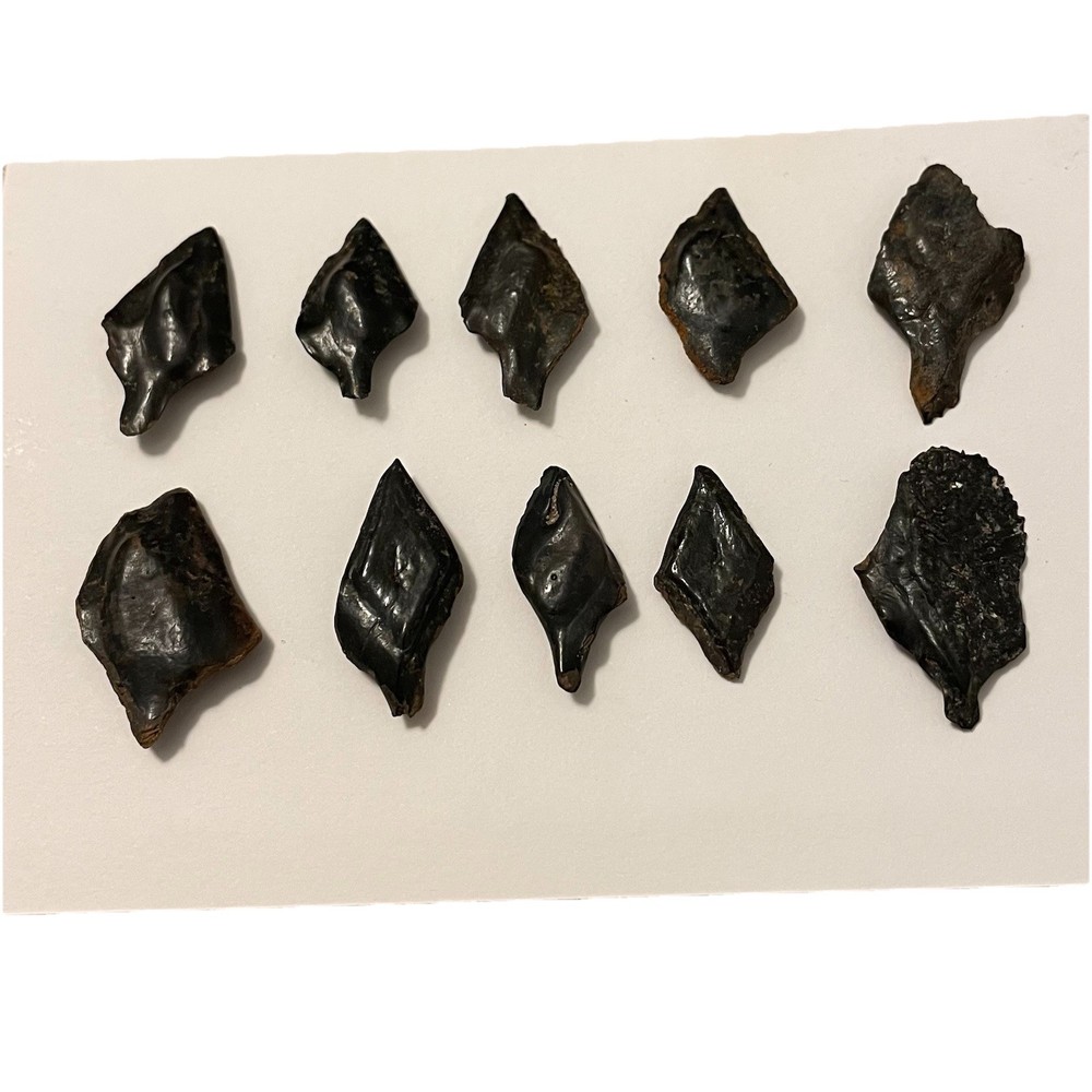 Gar Scale Fossils Ice Age Florida