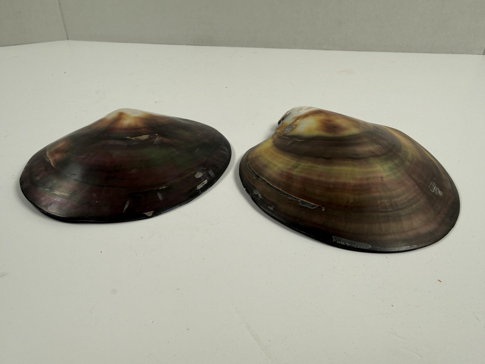 Black Lip Oyster Shells Iridescent Mother Of Pearl Lot of 2