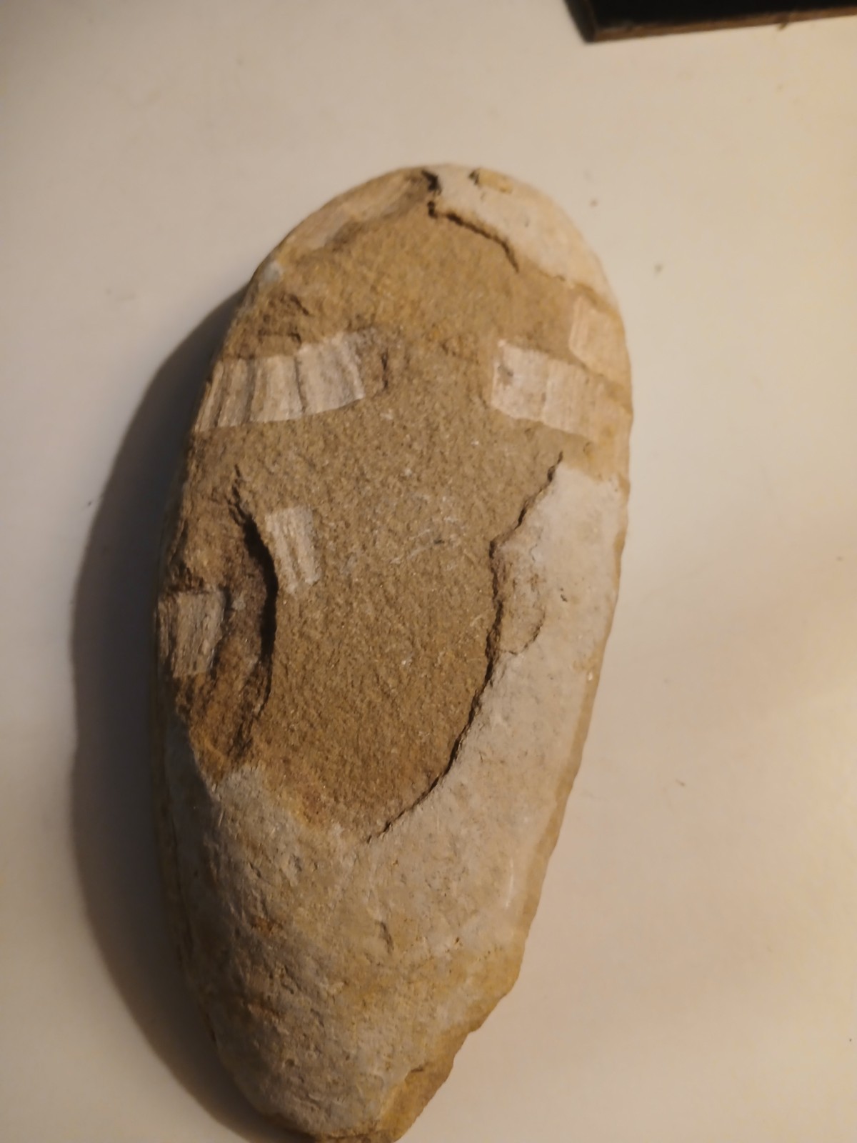 Rhacolepis buccalis, a type of extinct ray-finned fish. 110 Million Y/o Fossil