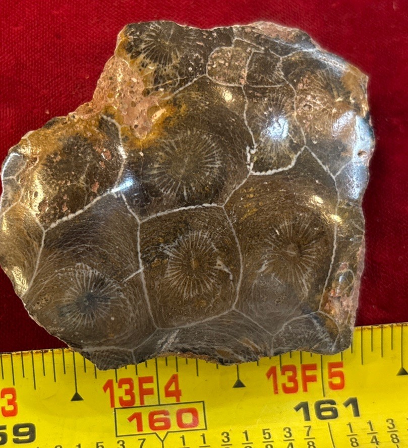 Petrified Coral End Polished