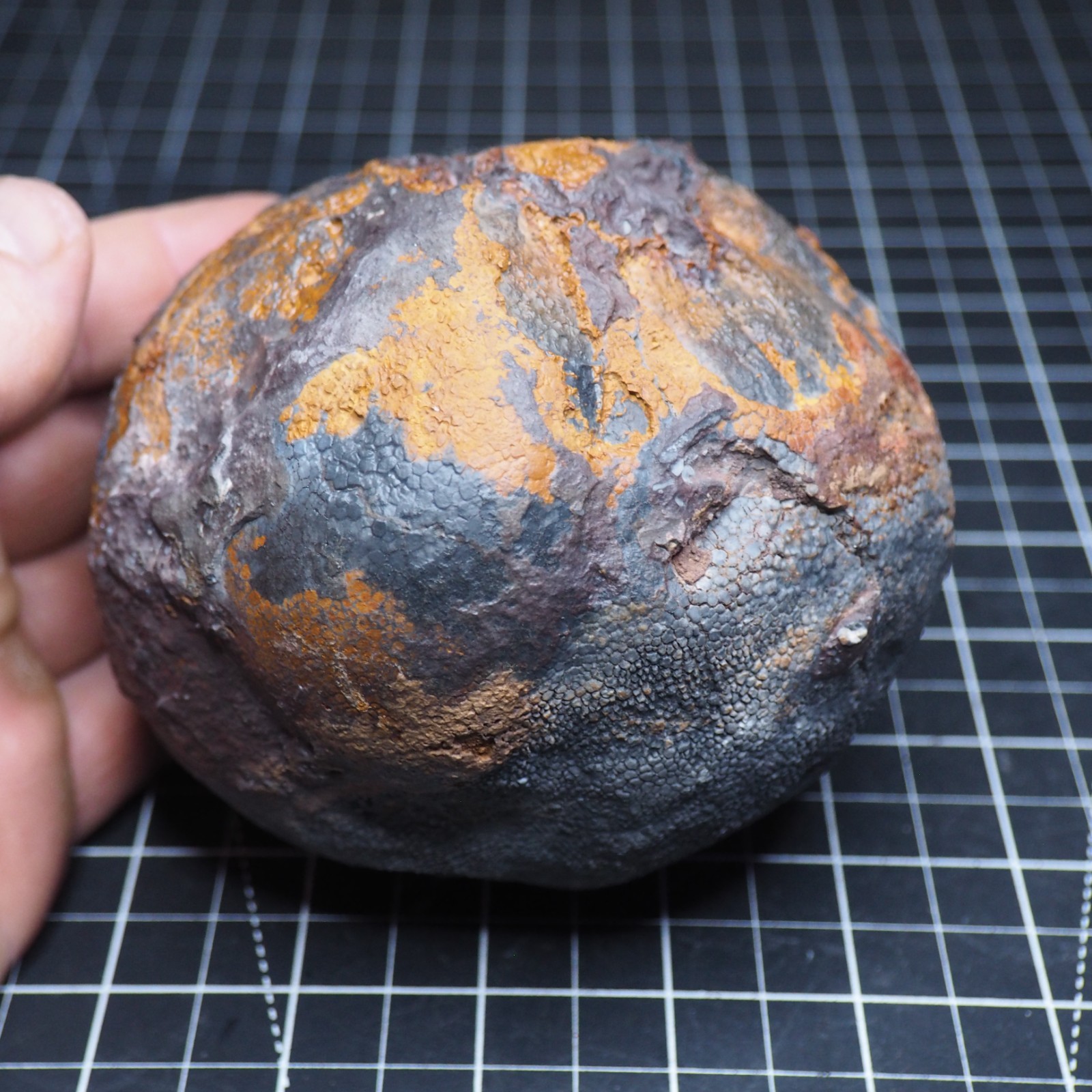 Large 1.8 kg Lobolith Scyphocrinites Crinoid Floating Devonian Fossil Morocco