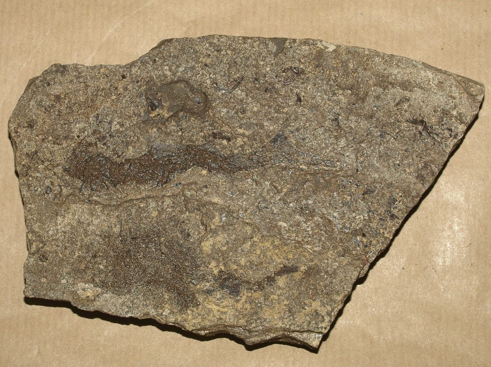 PAIR Paleozoic "Spiny sharks" -Acanthodes lopatini