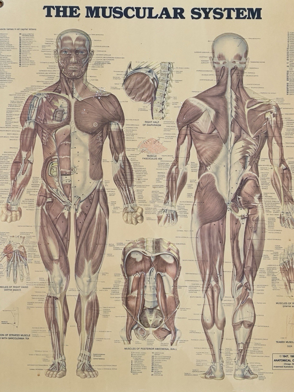 VTG Medical Poster Anatomical Chart Co Muscular Sys Laminated Peter Bachin 24x20