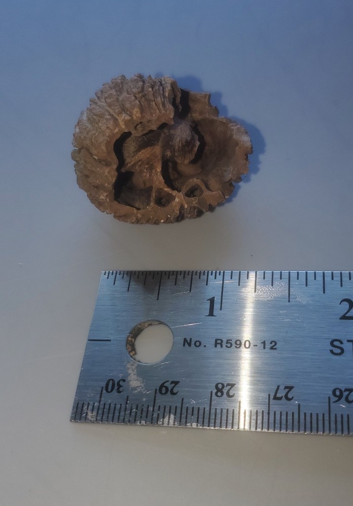 Fossilized Walnut Shell Mississipian Period