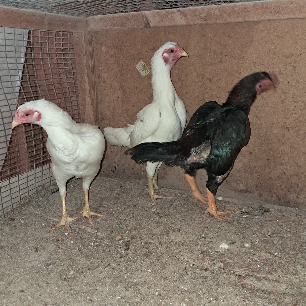 Koshamo hatching eggs 10