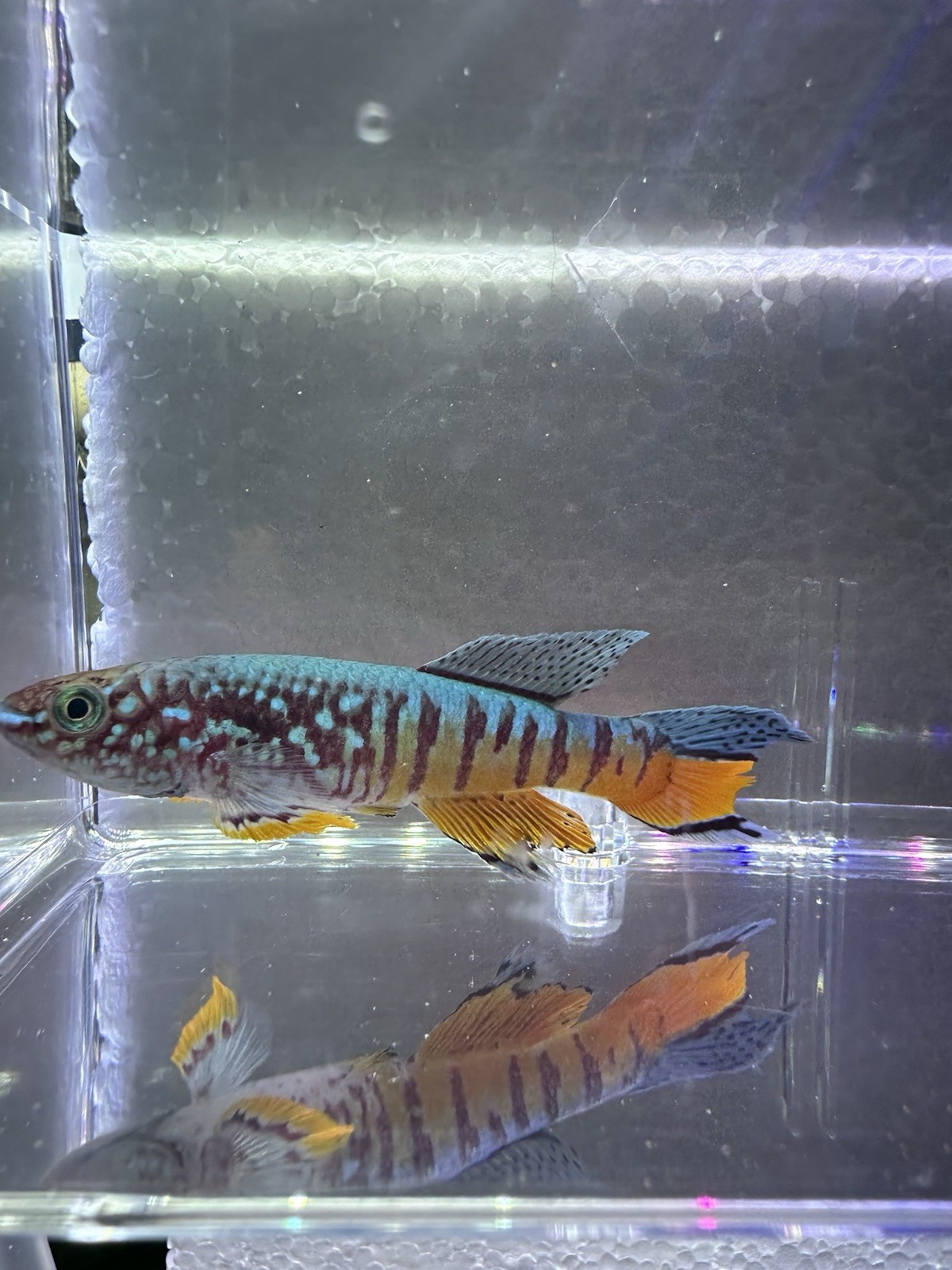 Fundulopanchax sjoestedti DWARF RED Gularis 1 Male USA BRED & RAISED Killifish