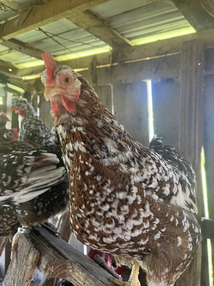 Swedish Flower Hatching Eggs NPIP 6+