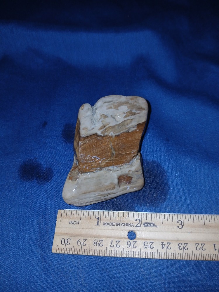 5 oz Texas Petrified Wood