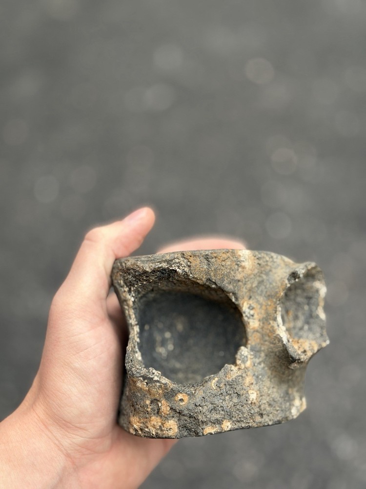 fossilized dinosaur