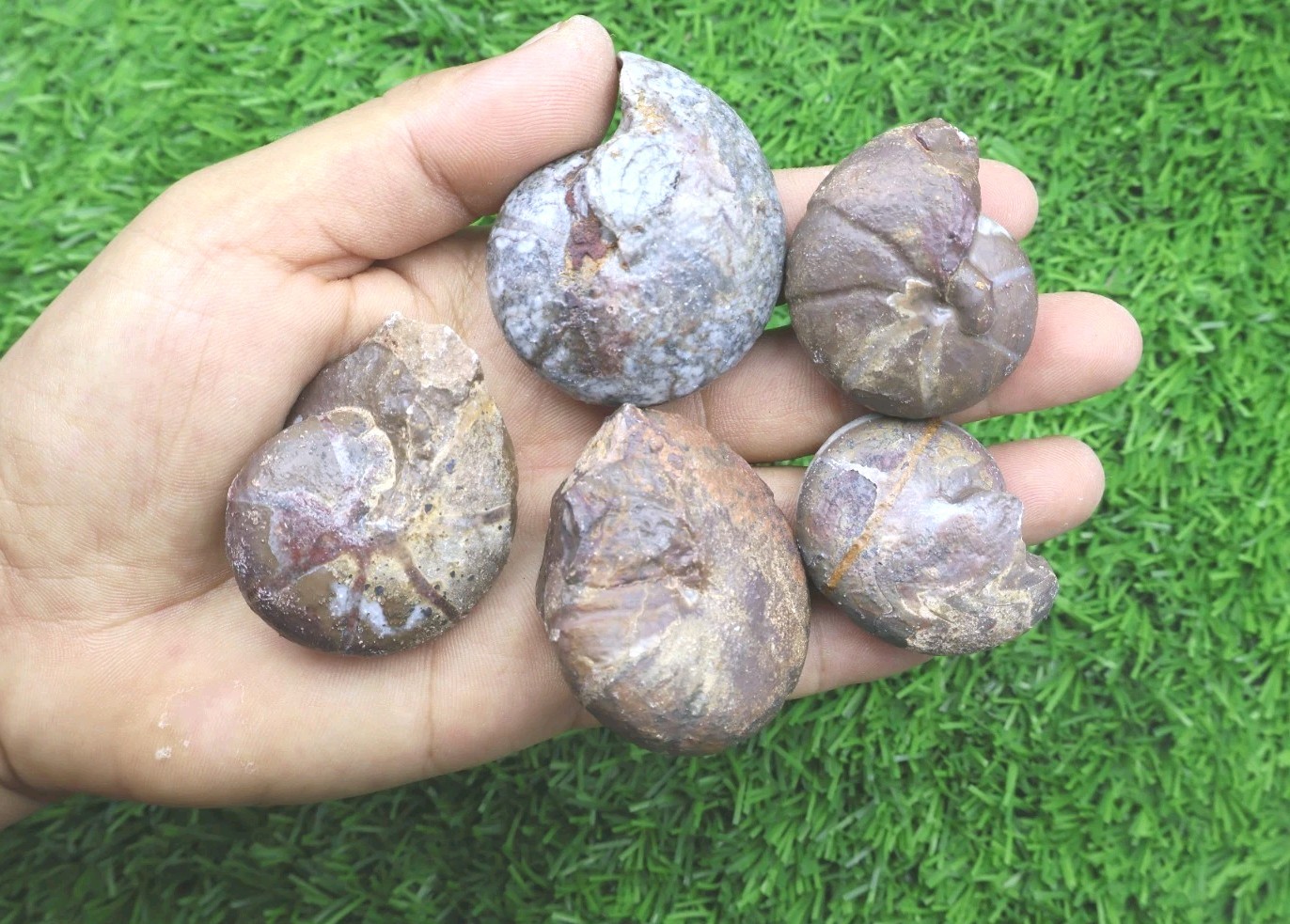 5 PCs Maenoceras Goniatite Fossil Devonian Authentic Morocco Collector Specimen