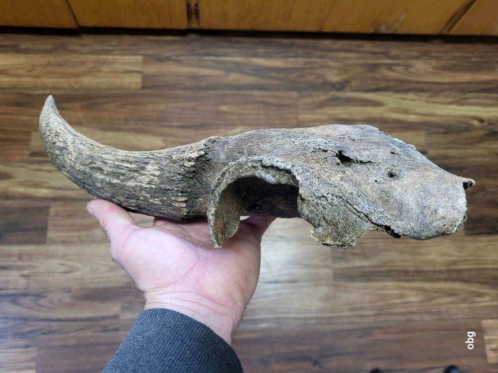 Historic Large Bison Horn Core Partial Skull river find