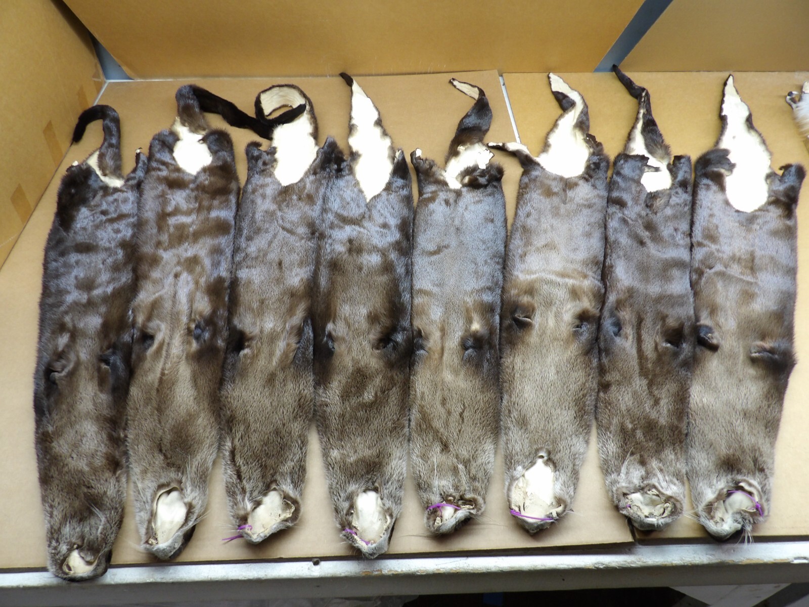 Tanned North American XXL Dark River Otter, Lontra canadensis, soft furs, pelts