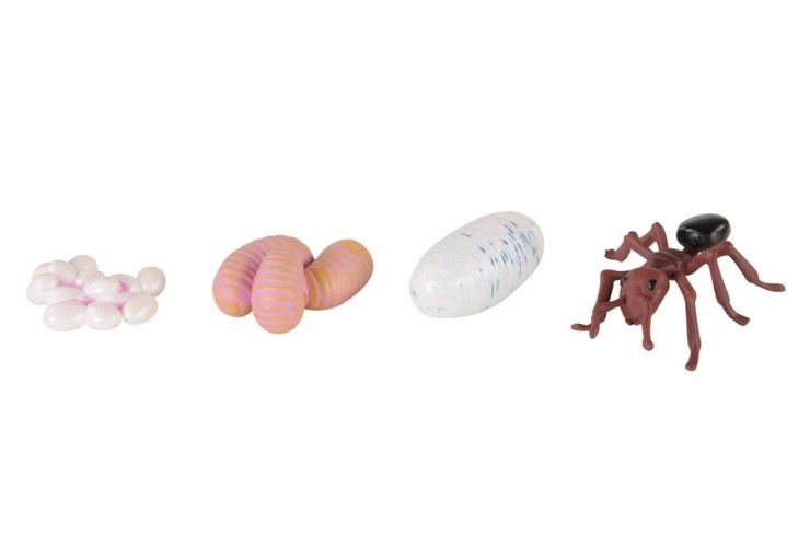 Insect Lore Products 24 Piece Insect Life Cycle Figurines