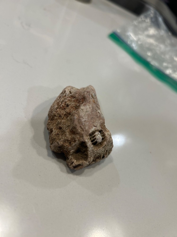 trilobite fossil