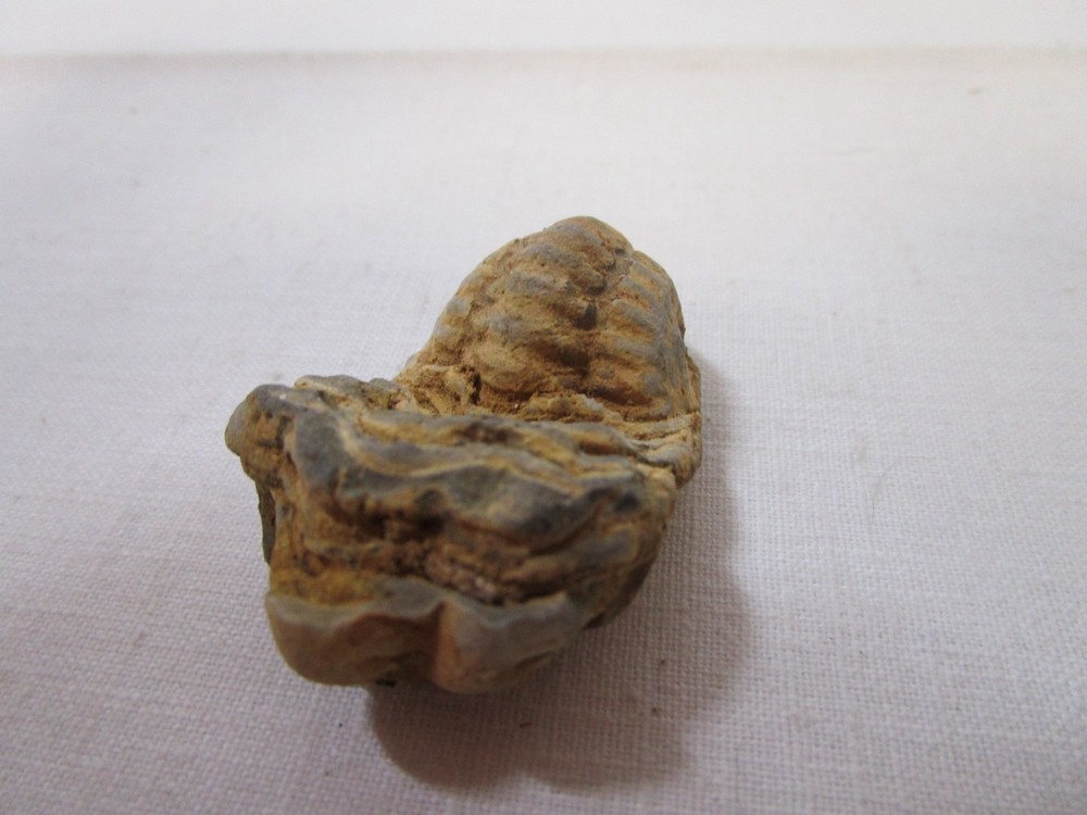 Trilobite Fossil Genuine 2"