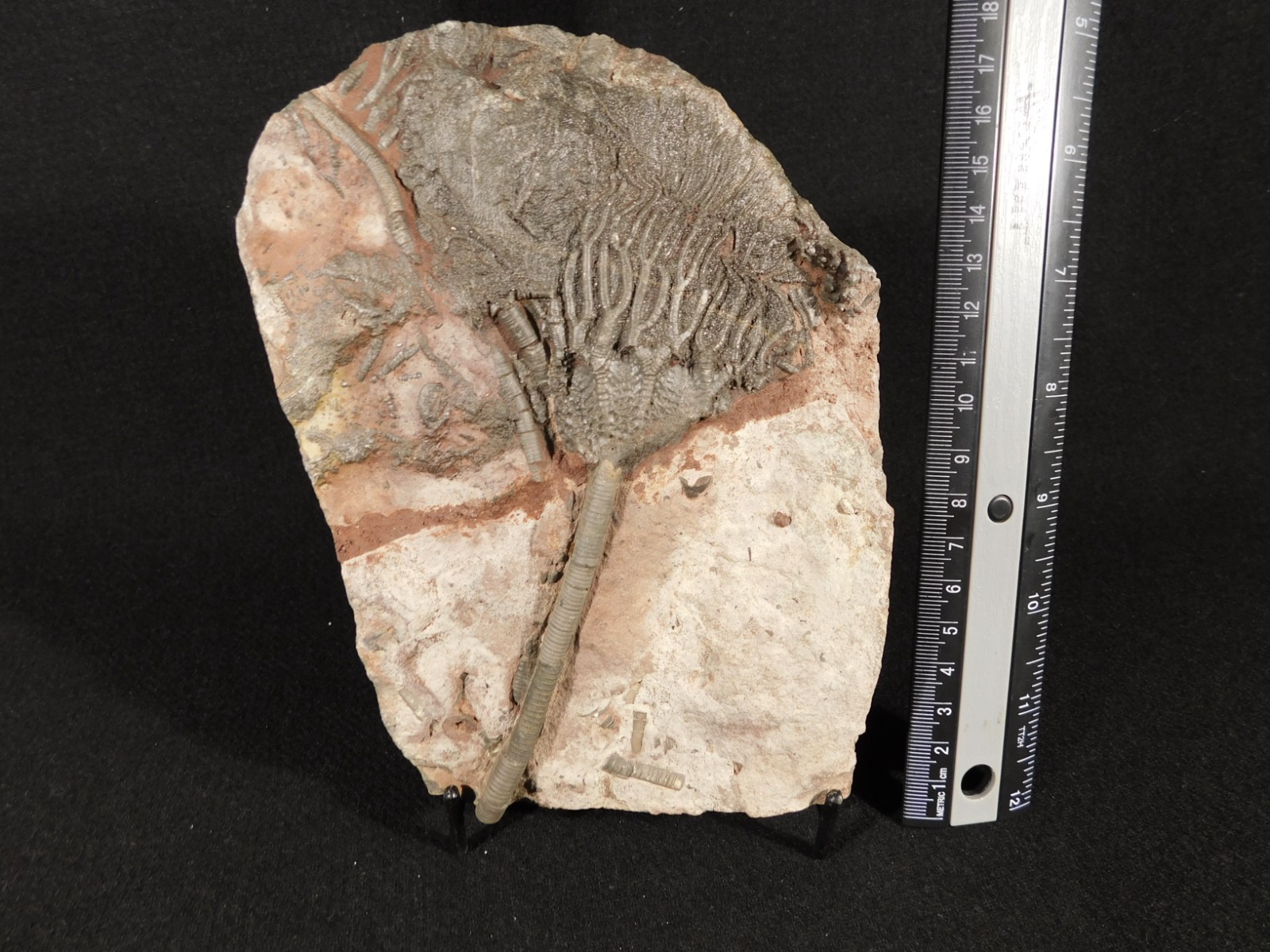Larger! 430 Million Year Old! CRINOID Fossil or Sea LILY Fossil Morocco 629gr