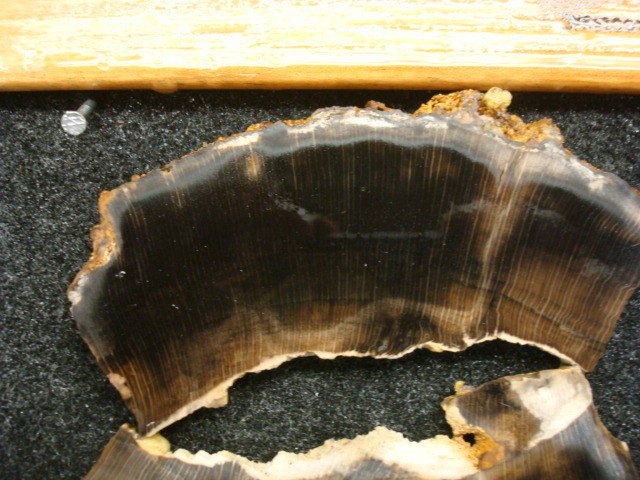 petrified beach wood slabs