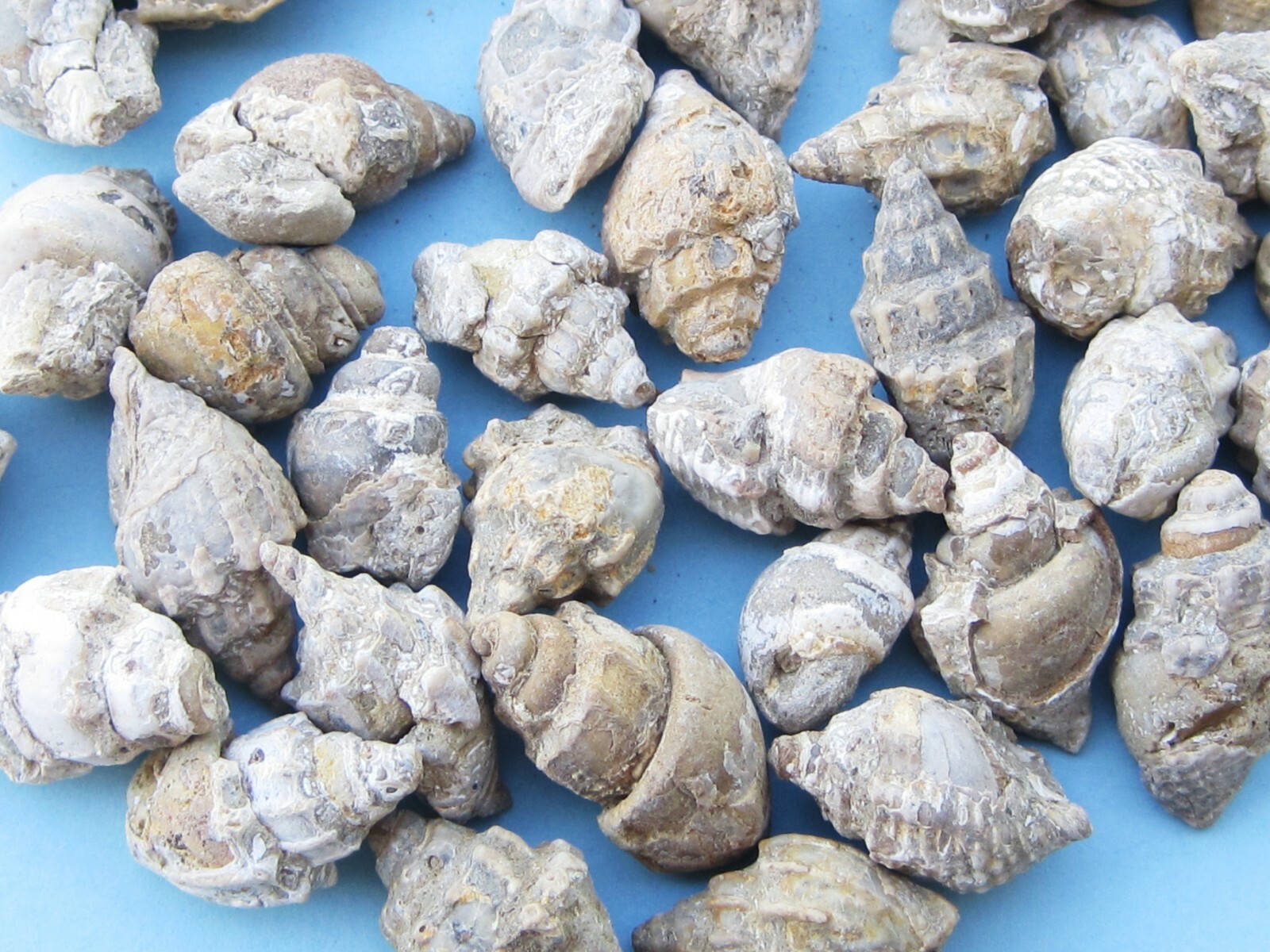 FIFTY GASTROPOD FOSSIL CRETACEOUS PERIOD WHOLESALE