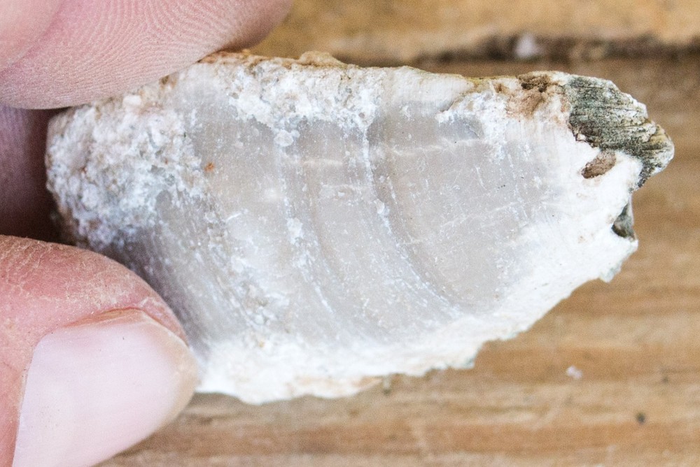 NE Oklahoma Fossil