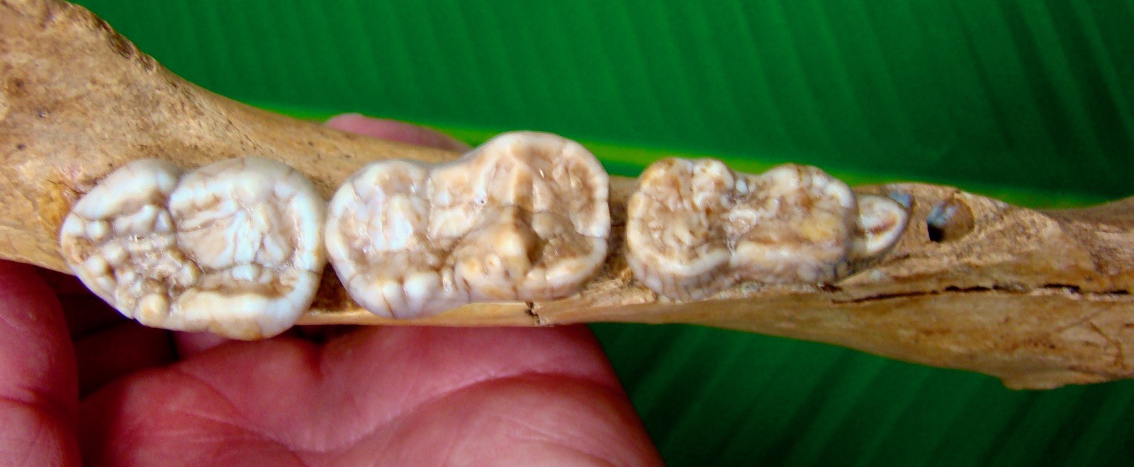 CAVE BEAR Jaw Section with THREE Teeth 9.5” - 100% Natural - Extinct Fossil