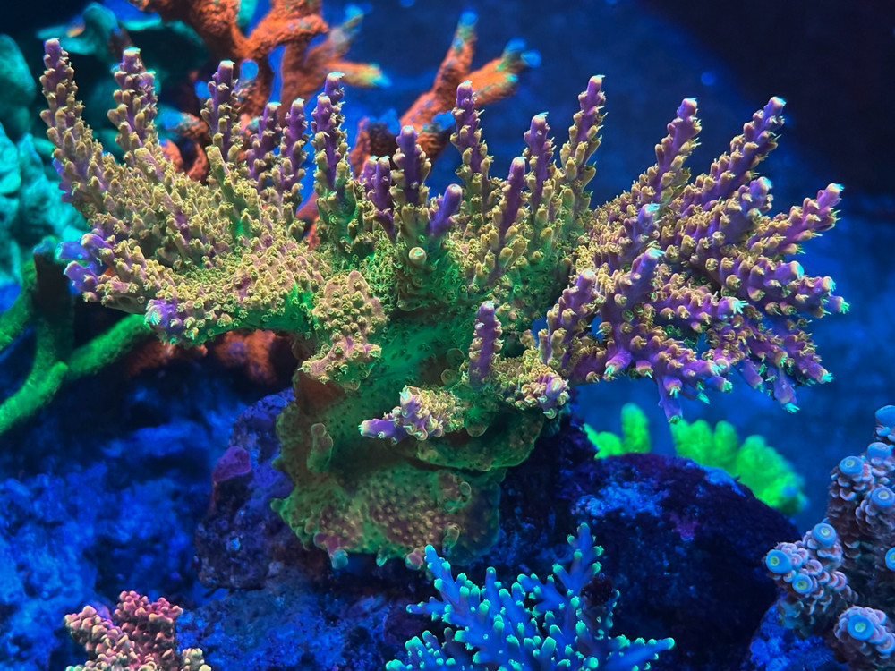 Complete Trace System - 4 part - 1000 mL- Major and Minor Trace Elements