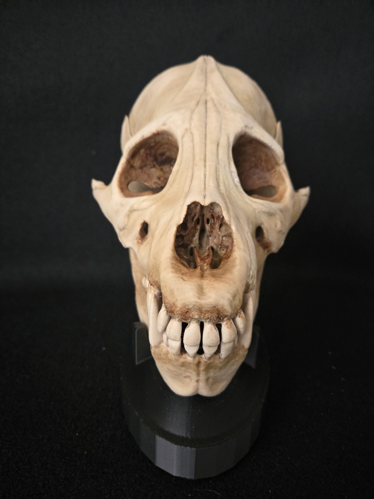 Werewolf Skull Realistic "Large" With Stand