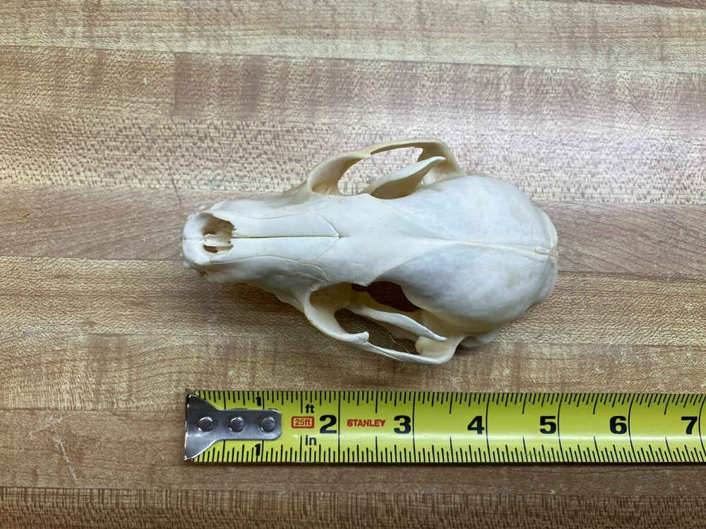 "WEEKLY" SPECIAL Real Bone Raccoon Skull